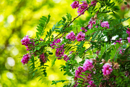 紫色相思树盛开的背景粉红色的罗比尼亚花靠近紫罗兰刺槐开花紫色的相思树盛开粉红色的罗比尼亚花背景图片