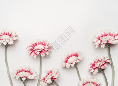 日和风边框可爱的雏菊花白色桌背景,花卉边框,顶部视图创意布局的节日问候母亲日,生日,婚礼快乐事件背景