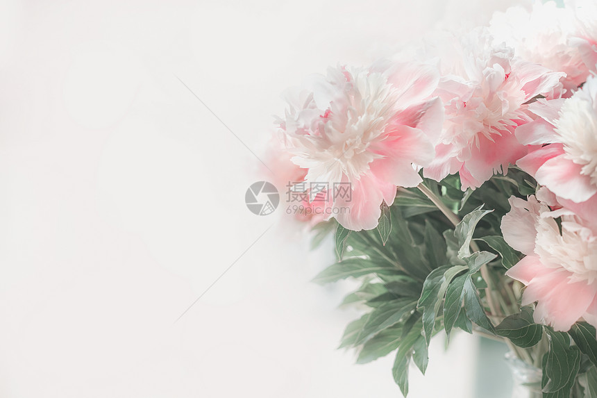 淡背景的粉白色牡丹柔的焦点花卉边框布局图片