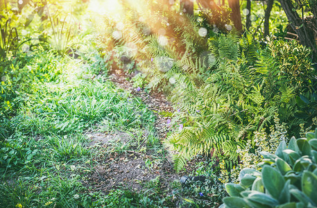 阴凉的花园蕨类植物阳光,夏天的户外自然图片