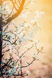 春天的自然背景与樱花日落图片