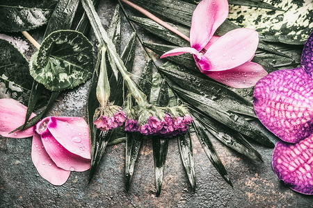 热带树叶粉红色异国情调的花朵背景图片