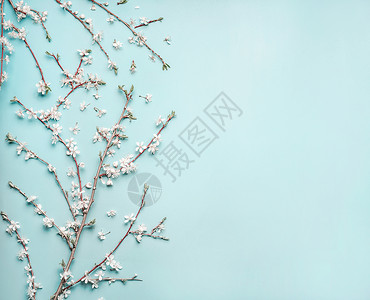 绿松石蓝色背景与春季樱花枝,顶部景观,平躺创造的春季布局背景图片