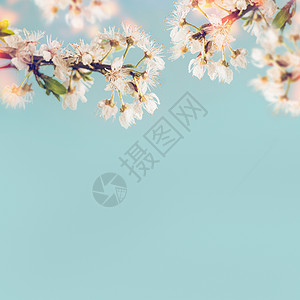白色樱花蓝色背景下,春天的自然图片