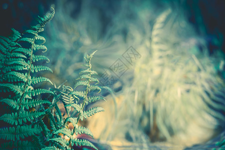蕨类植物模糊的自然背景下的叶子热带森林,户外图片