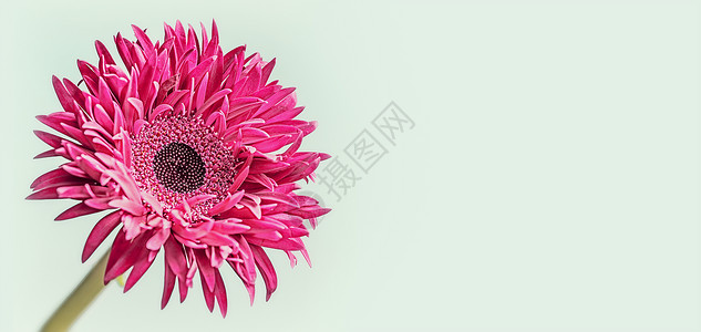 花旗背景与粉红色花的特写雏菊,非洲菊星号图片