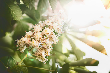 美丽的夏季自然背景,绿叶栗子开花与阳光背光图片