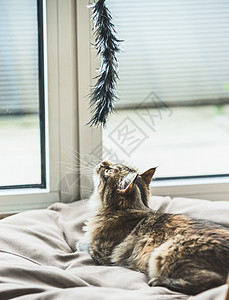 毛茸茸的小猫窗户边猎猫玩具图片
