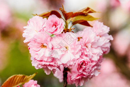 粉红色樱花樱花春天开花图片