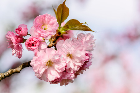 粉红色樱花樱花春天开花图片
