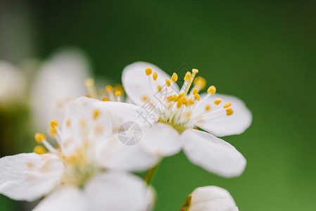 春天的白梅树花图片