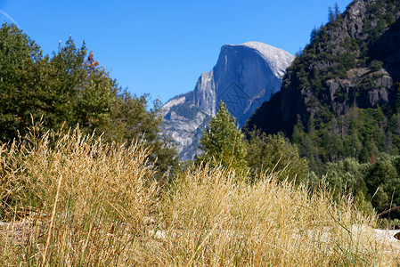约塞米蒂山谷,背景高大的金草花岗岩悬崖图片