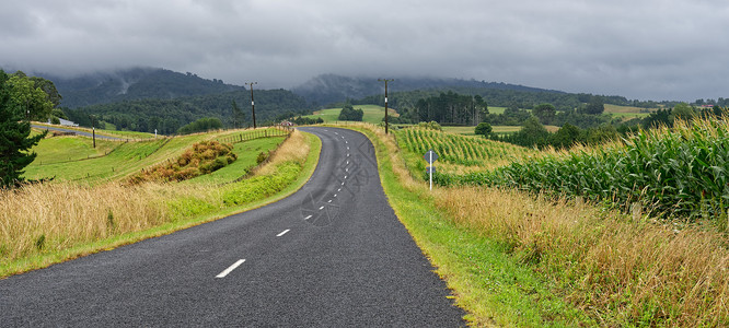 新西兰怀卡托的乡村公路玉米田的农村公路高清图片