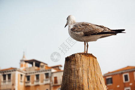只鸟鸥坐木头上,背景威尼斯的房子图片