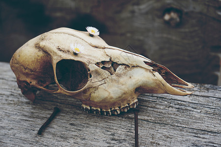用花装饰的野生动物头骨图片