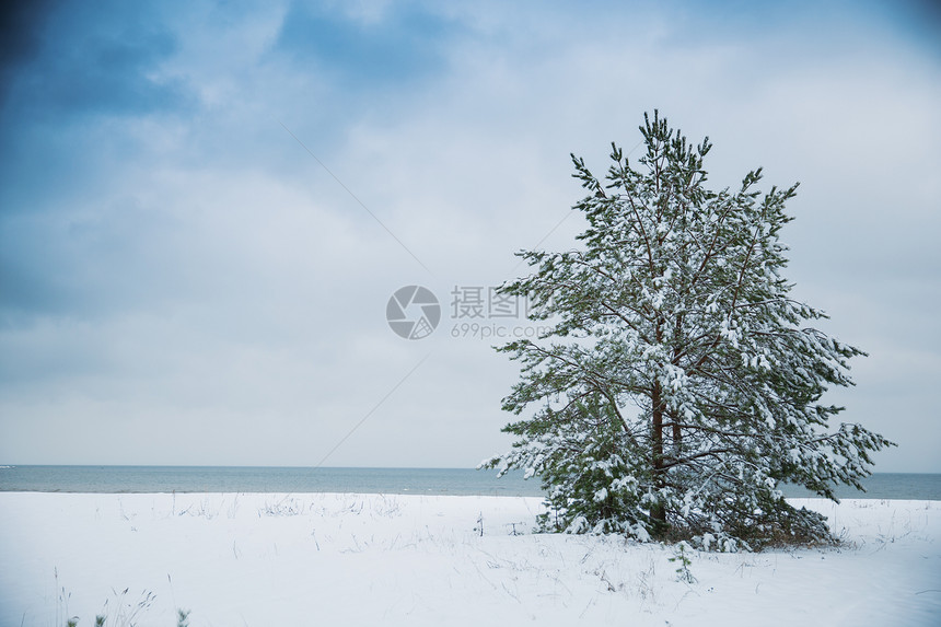 波罗的海的海景冬天穿过松树林图片