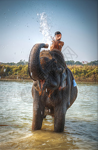 奇旺的大象尼泊尔的丛林里图片