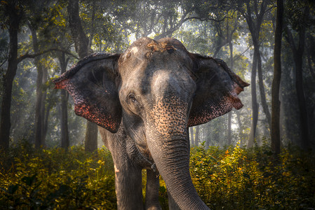 奇旺的大象尼泊尔的丛林里奇旺的大象高清图片