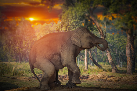 奇旺的大象尼泊尔的丛林里奇旺的大象高清图片