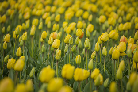 荷兰农村的排排黄色郁金香荷兰的黄色郁金香图片