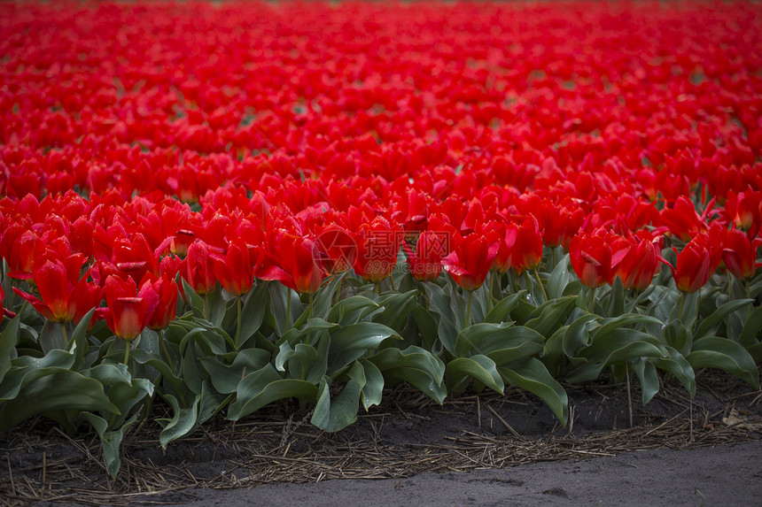 荷兰红色郁金香的田野荷兰的红色郁金香图片