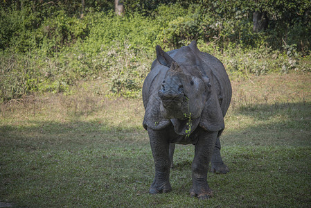 尼泊尔奇旺公园里的犀牛图片