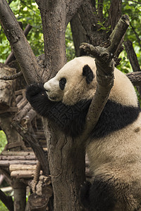 熊猫住成都的个保护区里中国高清图片
