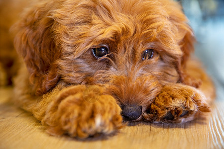 可爱的拉布拉多犬小狗躺下看来悲伤体贴背景图片