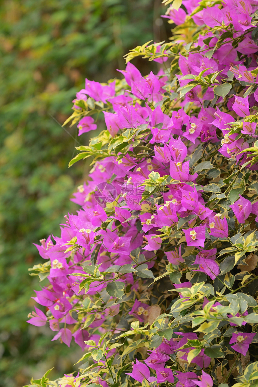 植物园里紫色的花图片