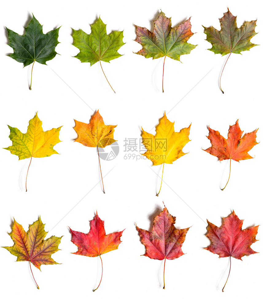 秋天落叶的枫叶绿色红色,孤立白色的背景上秋天落叶的枫叶图片