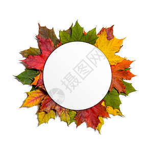 枫叶圆形边框秋季落叶枫叶隔离白色背景上,白色的圆形卡片秋天落叶的枫叶背景