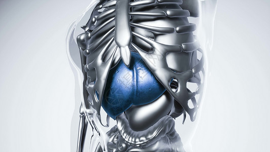 肝脏图片人体所器官骨骼肝脏模型的医学科学所器官骨骼的人类肝脏模型背景