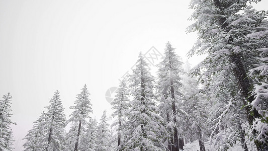 空中雪覆盖树木景观冬季自然森林空中雪覆盖树木景观图片