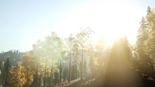阳光透过山中岩石的树木阳光穿过树木图片