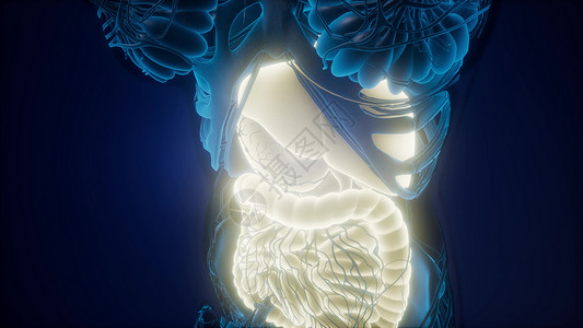 胃食管可见消化系统人体的科学解剖扫描可见消化系统的人体背景