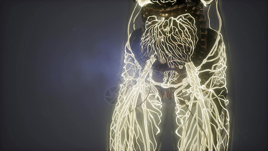 带辉光血管的人体的科学解剖学人体发光的血管图片