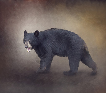 轻的美国黑熊数字绘画图片