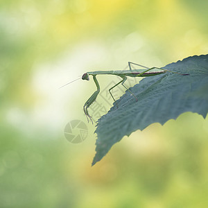 螳螂形象雌欧洲螳螂螳螂,螳螂,片叶子上背景