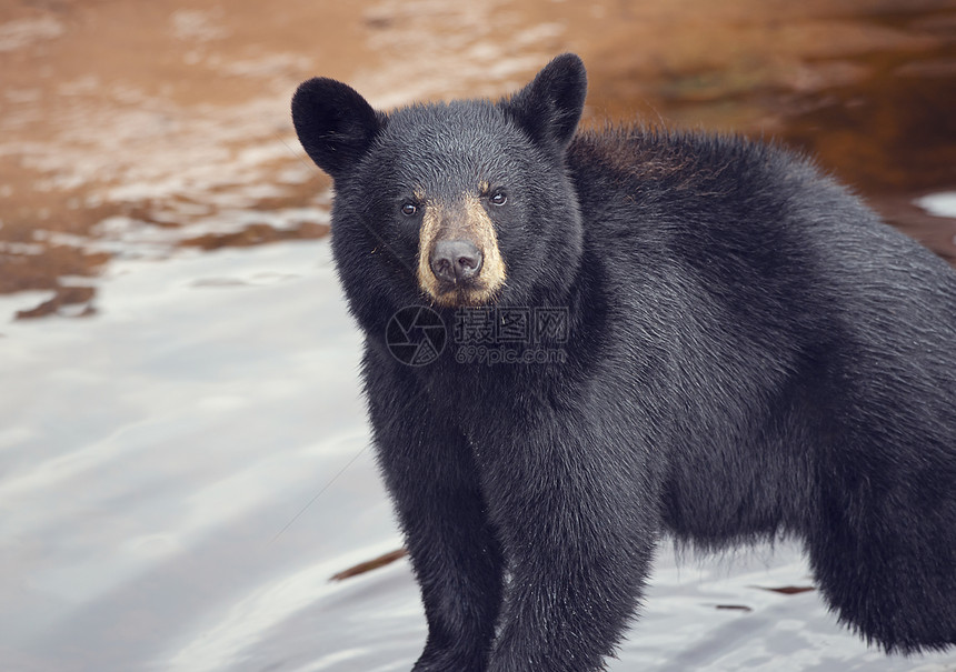 轻的黑熊靠近水图片
