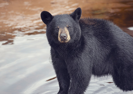 轻的黑熊靠近水背景图片