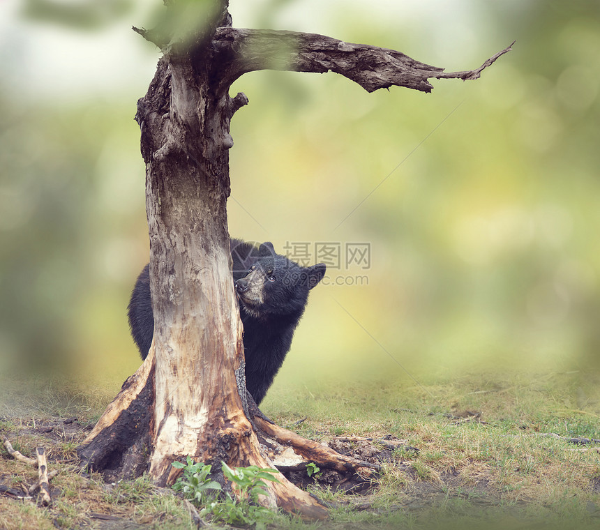 轻的黑熊树后图片