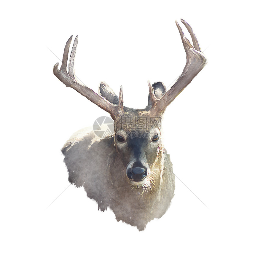 鹿头水彩画孤立白色背景上图片