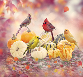 秋天五颜六色的背景与鸟南瓜季节高清图片素材