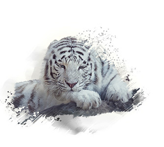 白色背景上的白色老虎水彩画图片