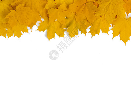 黄色枫叶框架,隔离白色背景上黄色枫叶框架图片
