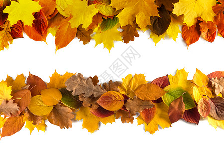 秋天橙色边框秋叶边框隔离白色背景上秋天的叶子背景