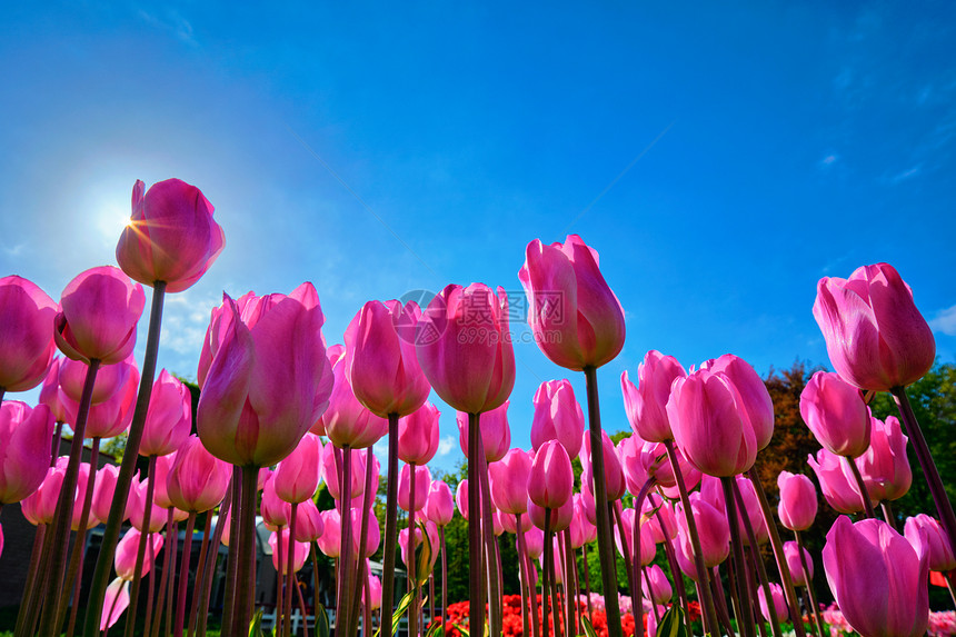 盛开的粉红色郁金香蓝天背景下与太阳低利点荷兰盛开的郁金香抗蓝天低利点图片