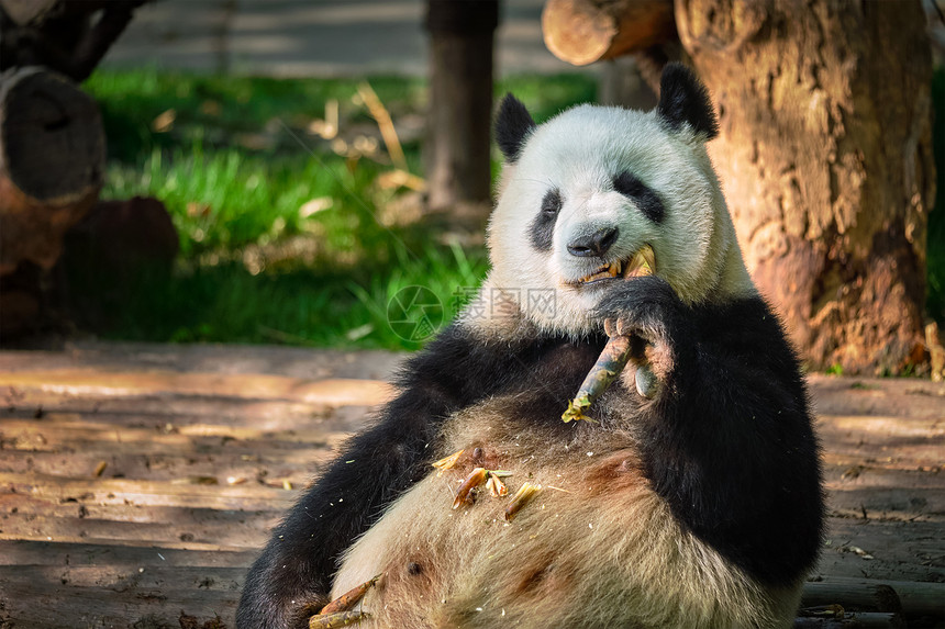 中国旅游的象征吸引力大熊猫吃竹子成都,四川,中国大熊猫中国图片