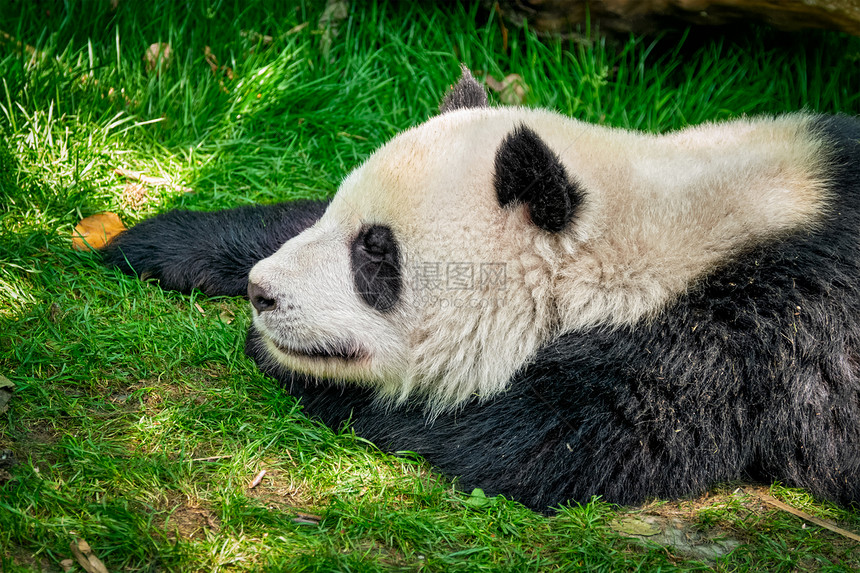 中国旅游象征吸引力大熊猫睡草地上成都,四川,中国大熊猫中国图片
