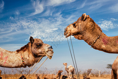 普什卡骆驼博览会拉贾斯坦邦沙漠普什卡尔高清图片
